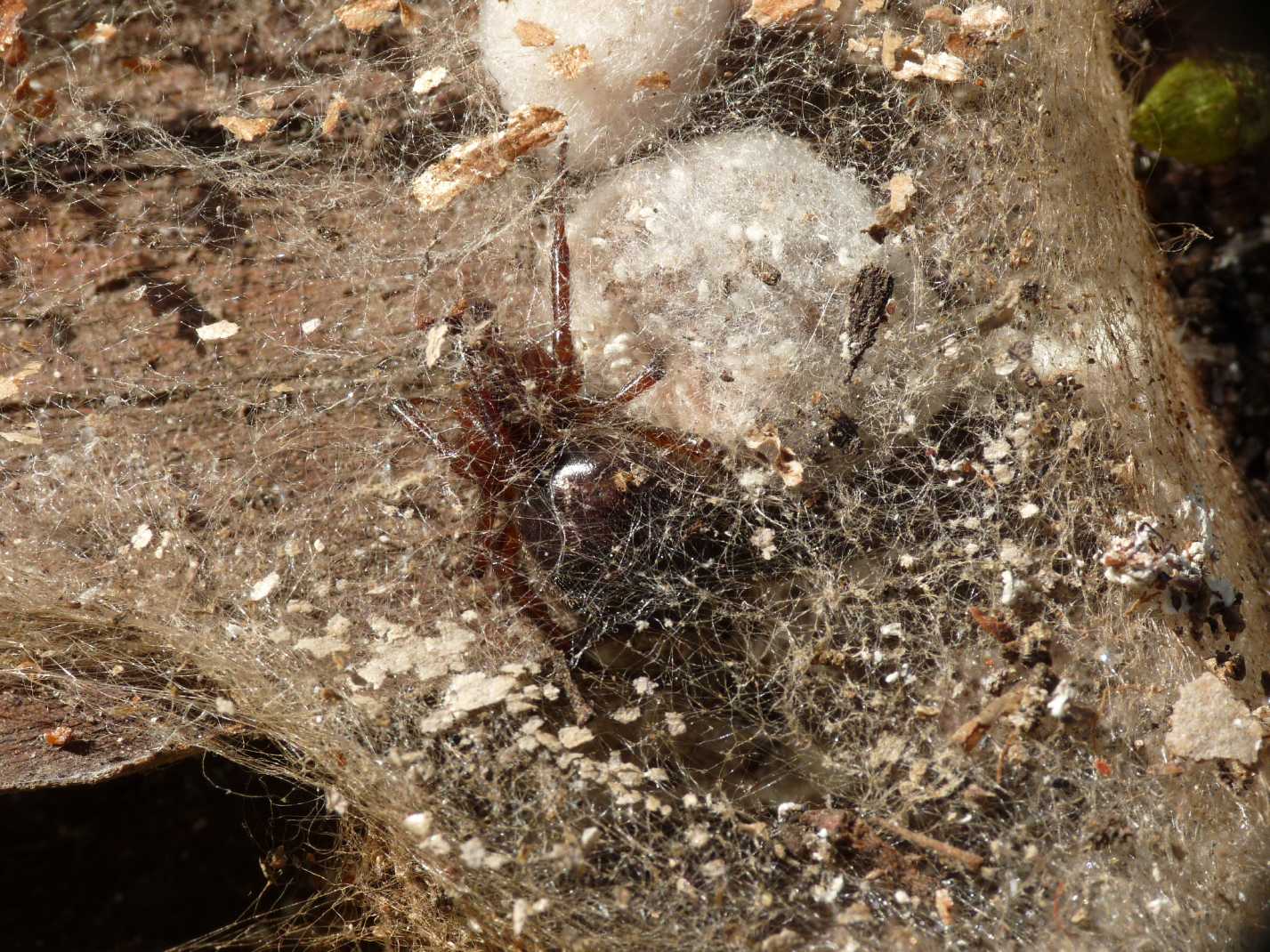 I fiocchetti bianchi della Steatoda nobilis